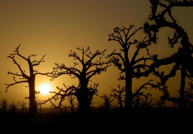Coucher de soleil baobab